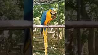 Macaw at @casela_natureparks