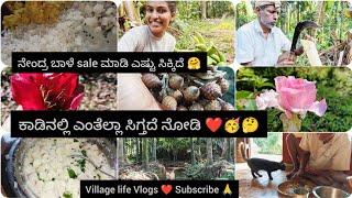 ನೇಂದ್ರ ಬಾಳೆ sale ಮಾಡಿ ಎಷ್ಟು ಸಿಕ್ಕಿದೆದಿಂಡಿನ ಹೊಸ ರೆಸಿಪಿ️ ಕಾಡಿನಲ್ಲಿ ಎಂತೆಲ್ಲಾ ಸಿಗ್ತದೆ ನೋಡಿ