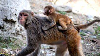 Monkey Baby video Cute Baby Monkeys Funny video