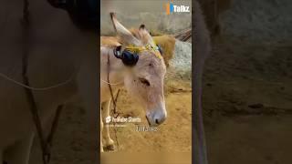 Animal Fundub Part 243  | Malayalam Fundub | ©Ji Talkz | Jijith Elamadu #malayalamfundub #shorts