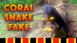 Eye-Opening Results! 14 Animals vs Coral Snake Model