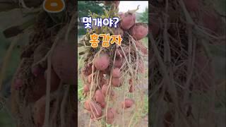 한포기에?대박이네 속노란 홍심이감자