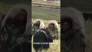 #Tibetan #kids' green #travel by #yak