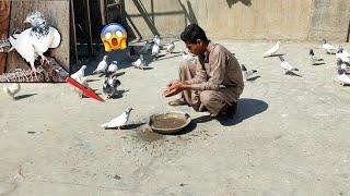 Golden Kabootar Pkra Bohat Pyara. #petsvlog #itspigeonlover