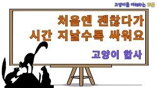 고양이 합사 처음엔 괜찮았는데 시간이 갈수록 사이가 나빠진다면...