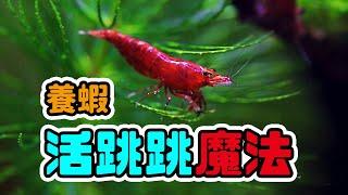 小魚缸養蝦一定要看的一集 step by step set a shrimp tank