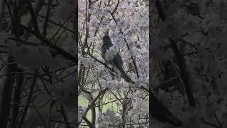 #동네한바퀴#무교동 봄봄봄#새가날아든다#좋아요#향기로운세상