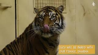 Lucu the Sumatran tiger arrival | Edinburgh Zoo