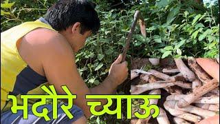 भदौरे मिठो च्याऊ || आफ्नै घरको करेसा मा उम्रेको ||| organic mushroom