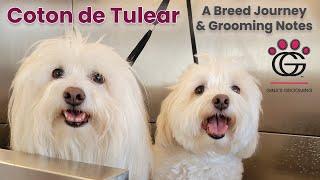 Coton de Tulear breed journey and grooming notes! *SPECIAL EDITION* + Nerd Vault alert!