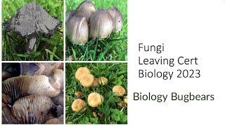 Leaving Cert Fungi 2023-Biology Bugbears Leaving Cert Biology