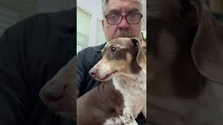 Thunder dog