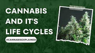 The Cannabis Plant and Its Life Cycles || #CannabisExplained