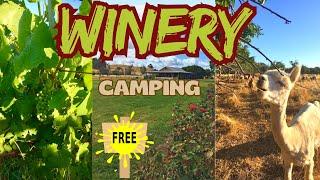 Free Vineyard Camping & Exploring