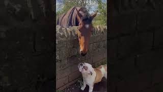 Funny dog