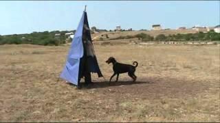 ERIA PRO QUARTZ STYLE at Gratsiano kennel training.
