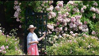 Spectacular ROSE Garden TOUR [New York Botanical Garden]