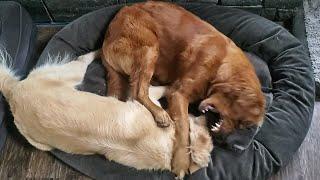 Golden Retriever Sisters: Time To Wrestle!