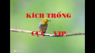 Chim Khuyên Hót Kích Trống Cực Hay #chimvanhkhuyenliuhot