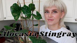 All About My Alocasia Stingray + How I Care For It