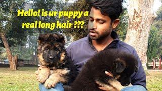 kya aap jante ho apka puppy future me kaisa hoga