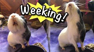 Guinea Pig Wheeking Compilation!