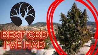 “BEST CBD OF 2024?” Trying Lost Oak Farms “Bubba Kush 12” is it ️ or ️?