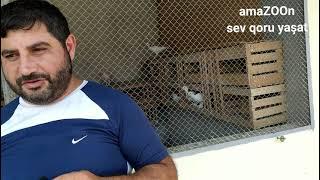 MİLLİ SƏRVƏTİMİZ BAKI GÖYƏRÇİNLƏRİŞüvalan Fərid Əliyev