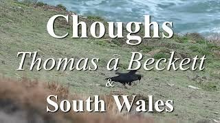 Choughs and the murder of Thomas a Becket. Chuffs of South Wales