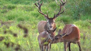 Der Platzhirsch duldet keinen Rivalen in seinem Rudel