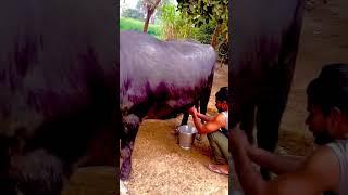 #desyshorts #desi #villagelife #villagevlog #villagelifestyle #up80#viralreels #viral video#shorts