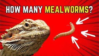 How Many Mealworms to Feed a Bearded Dragon 2024