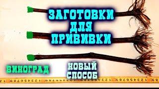 ПРОБЛЕМНЫЙ КЛИЕНТ, КАК МЫ ПРИВИВАЕМ САЖЕНЦЫ, НАШЕ ПРОИЗВОДСТВО, ЗАГОТОВКИ ДЛЯ ПРИВИВКИ