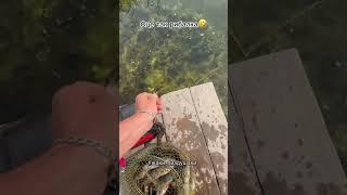 Вужі крадуть рибу з садка у воді ! Як збирався замітив, коли дістав садок #fishing #shortsfishing