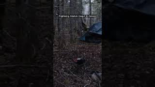 Frightening Creature Caught On Camera!
