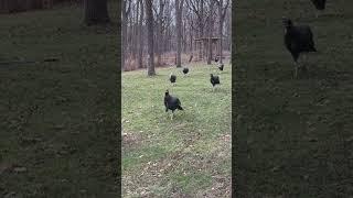 Turkeys just passing through #nature  #birdlifeoutdoors  #outdoors  #outdoors  #wildlife  #wildbird