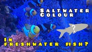 10 MOST COLOURFUL Freshwater Aquarium Fish