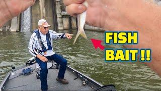 A Fishing BAIT that Is EXTREMELY FUN to FISH !! (MULTI FISH SPECIES)