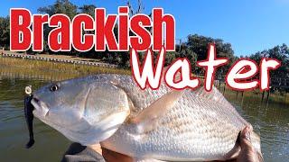 Winter Fishing a Brackish Water Creek for REDFISH