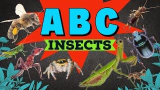 A to Z Insects |  ABC Insects with video and interesting facts! @happybimbi