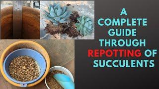 || A COMPLETE GUIDE THROUGH REPOTTING OF SUCCULENTS ||