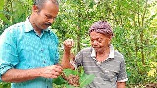 ഇത്ര പ്രതീക്ഷിച്ചില്ല ഈ വള്ളി കിഴങ്ങിന്റെ രുചി 