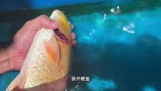 蛋蛋的锦鲤日志：锦鲤鳃病的处理方法#锦鲤 #养鱼经验分享