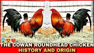 THE HISTORY AND ORIGIN OF COWAN ROUND HEAD CHICKEN.