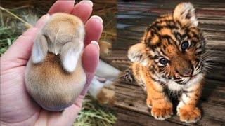 AWW Animals SOO Cute! Cute baby animals Videos Compilation cute moment of the animals #21