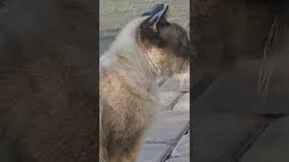 all good stuff #cats #kitty #kettens #catsvsdogs #catsvideo    #catlover #catlovers