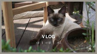 SUB) Korean Vlog) From Rescuing Stray Cats in the Countryside to Adoption: A 3-Day Journey