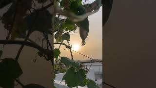 Organic Sponge Gourd harvesting #shorts #viral shorts #ytshorts