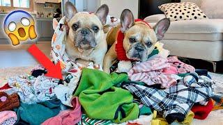 French Bulldogs EMBARRASSING Admission.. It's Laundry Day!