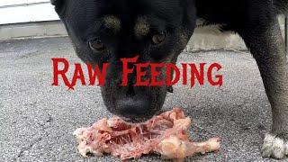 Raw Canine feeding- Watch my female pitsky eat a raw chicken